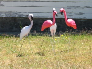 pink lawn flamingos