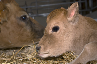 organic calf