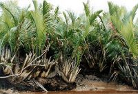 nipah palms