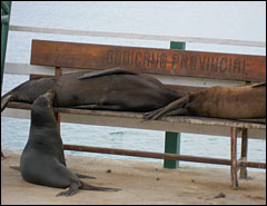 sea lions on a bench