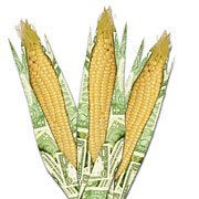 corn futures?