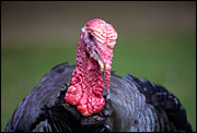 turkey. Photo: iStockphoto
