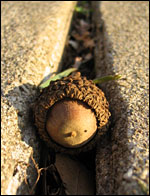 Between hard places, but this acorn must grow