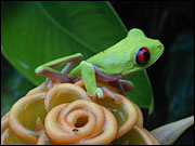 Costa Rican red-eyed tree frog. Photo: obooble via flickr