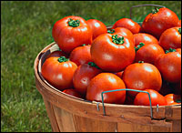bushell of tomatoes