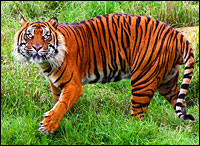 Image (1) sumatran-tiger_h200.jpg for post 22288