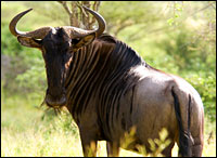 Wildebeest. Photo: Mister-E via Flickr