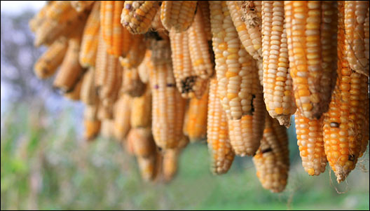 Hanging corn