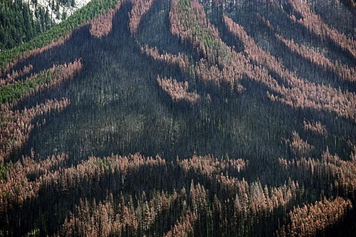 Canada's threatened forests