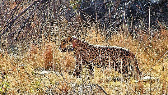 jaguar Macho B