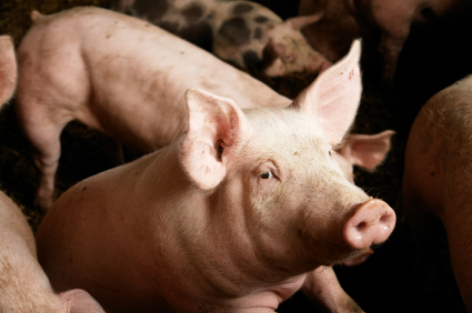 Time for the mainstream media to face the factory farm-swine flu link |  Grist