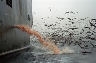 Boat spraying seagulls.