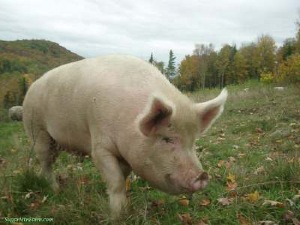 Pastured hog