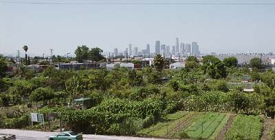 South Central Farm with L.A. skyline in background
