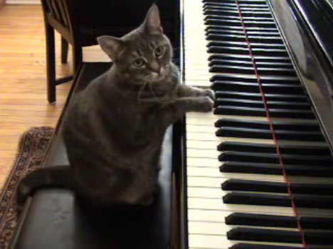cat playing piano