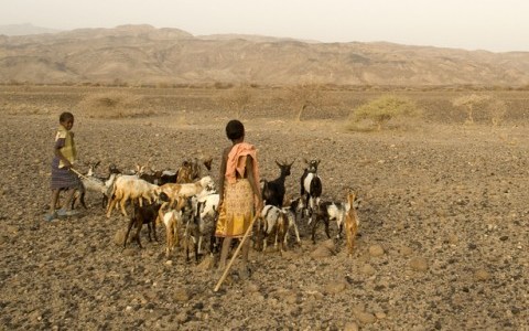 Children herding goats in desert.