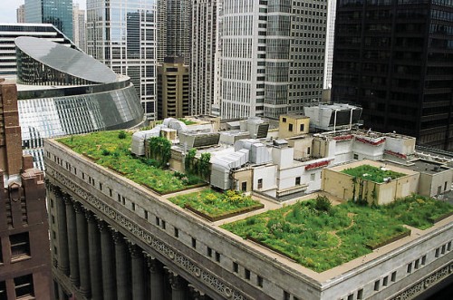 Green roof of Chicago's city hall