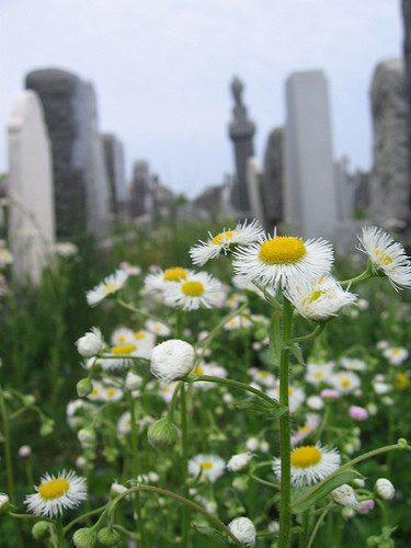 daisies and headstones