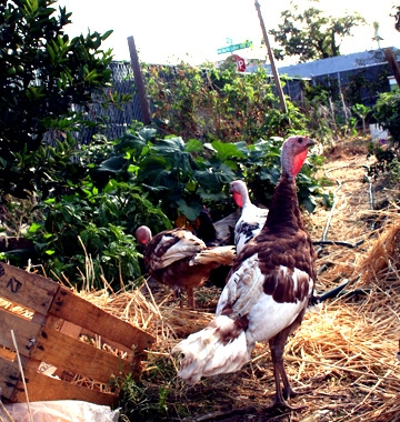 Turkeys at Novella Carpenter's urban farm