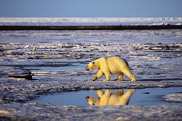 Polar bear on Barnard Harbor