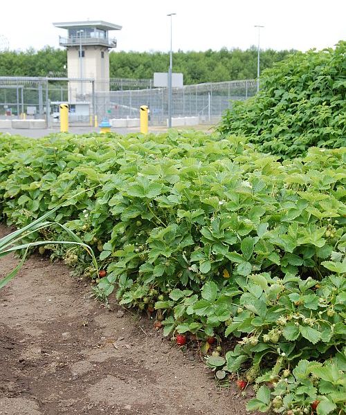 strawberries growing at Stafford Creek Corrections Center