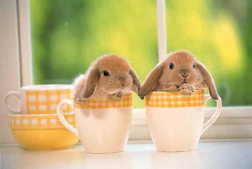 bunnies!