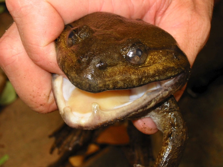 Frog with fangs in Greater Mekong
