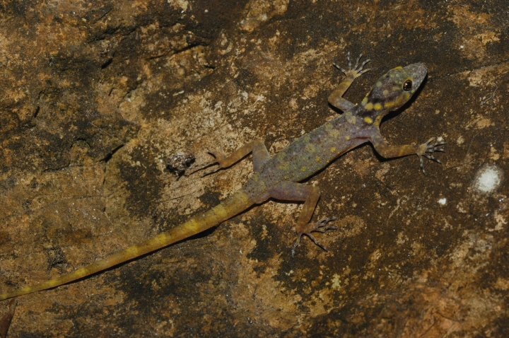 A technicolor gecko found in the Greater Mekong