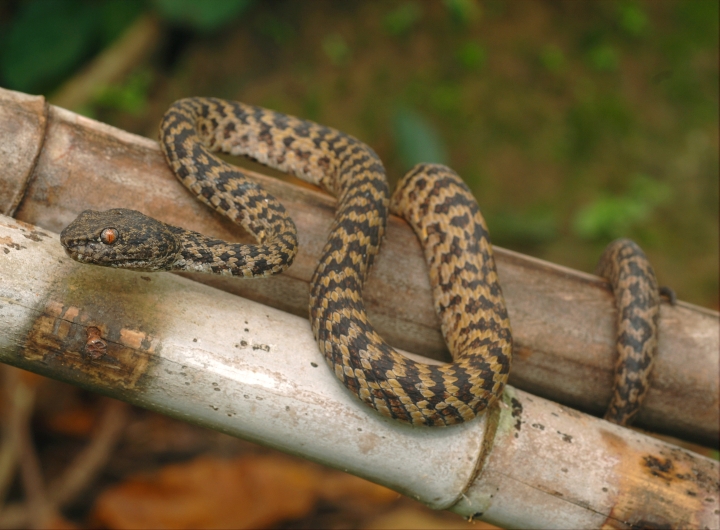 Pitviper discovered in the Greater Mekong