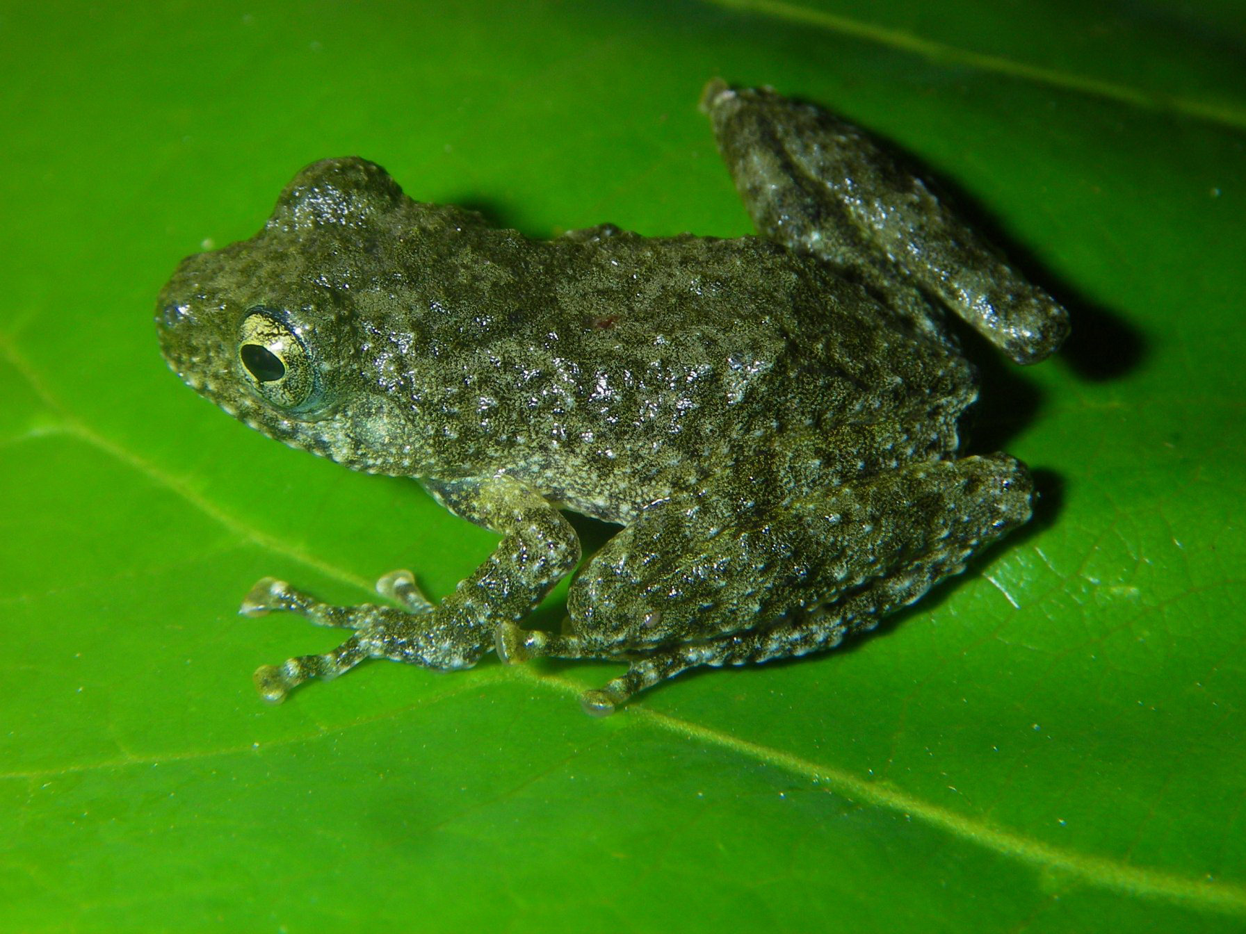 Tree frog discovered in the Greater Mekong