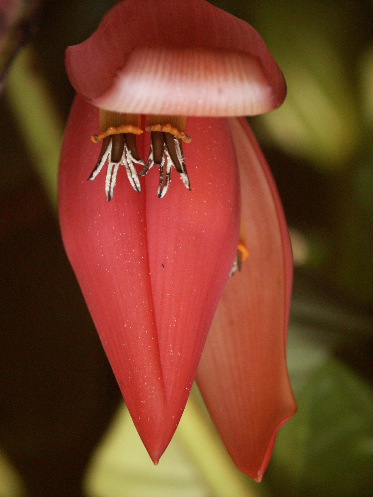 Wild banana flower found by WWF in the Greater Mekong