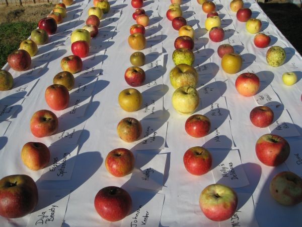 Table of apples