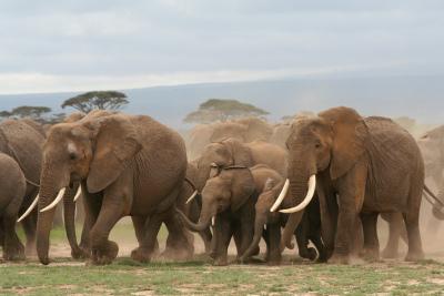 Elephant stampede. 