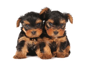two stubborn pups