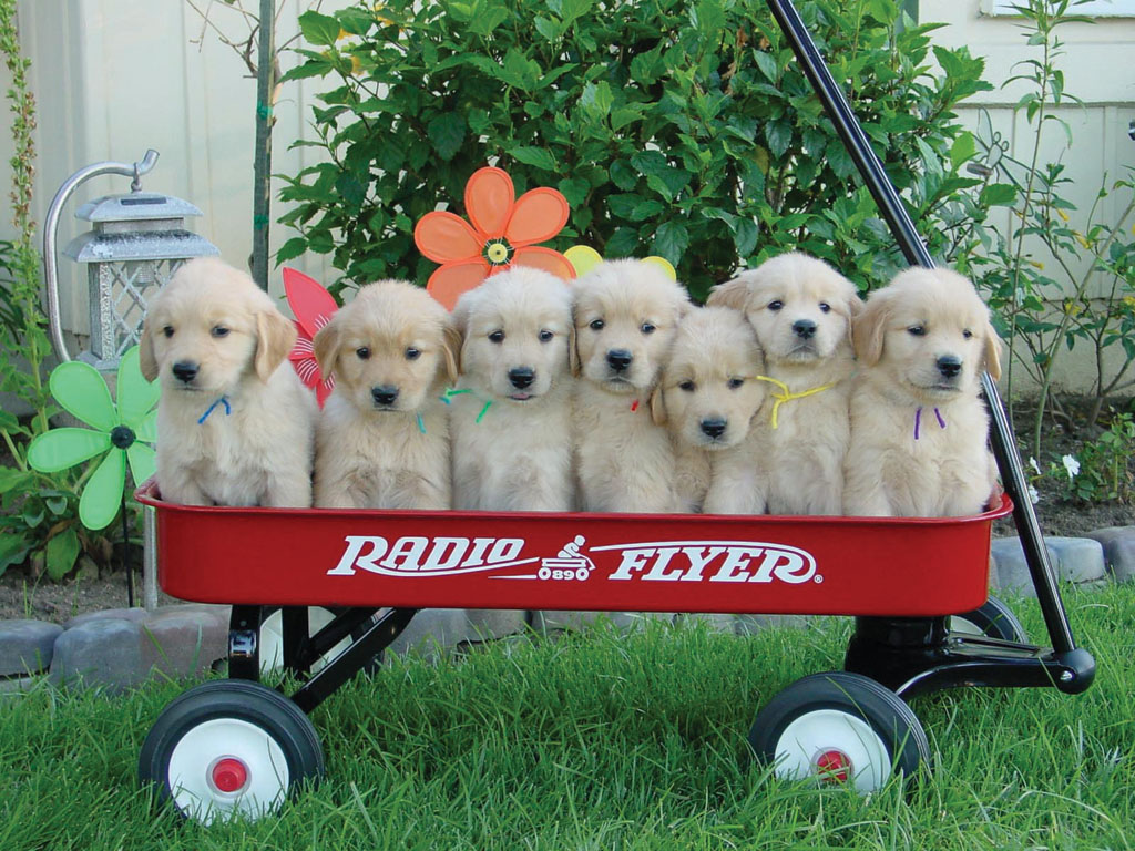 seven puppies in a Radio Flyer wagon