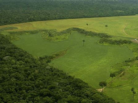 Amazon deforestation. 