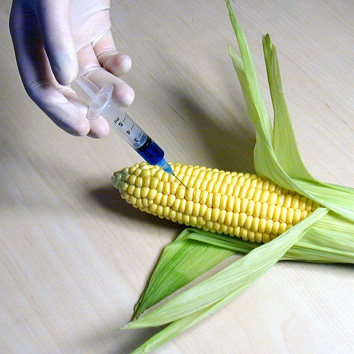 Hand injecting corn. 