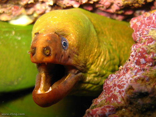 A green moray eel. 