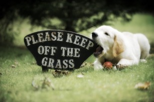 Puppy chewing on grass sign