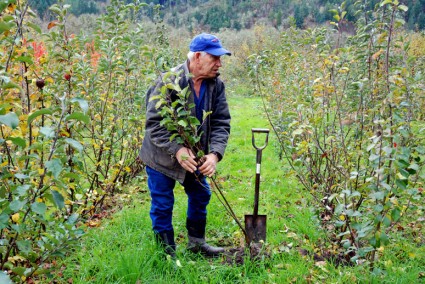 Nick Botner grows more than 3,500 varieties of apples in his southern Oregon orchard and is always looking for more. 