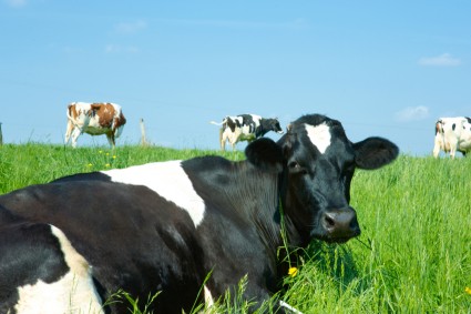 Cows on grass