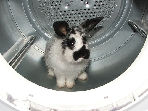 Bunny in a dryer