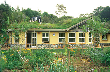 A cow on a green roof. 
