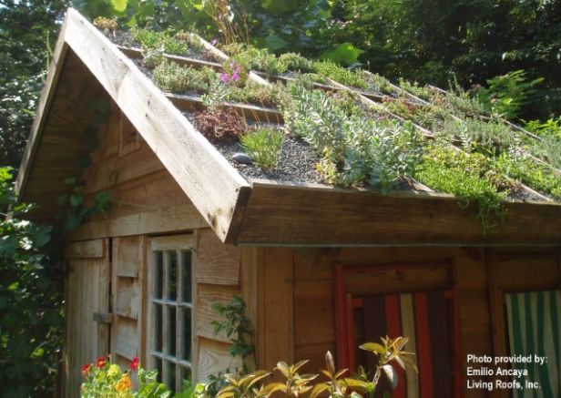 A green roof. 