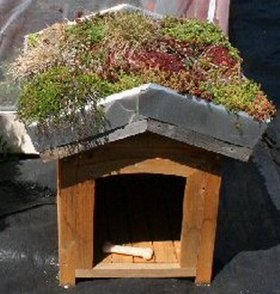 A dog house with a green roof. 
