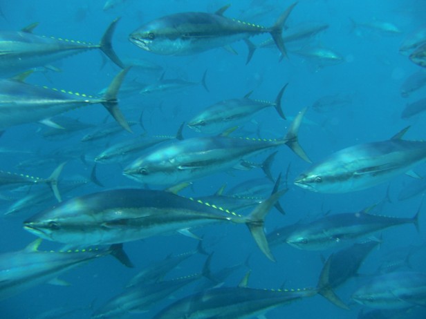north atlantic bluefin tuna
