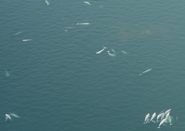 Beluga whales swimming.