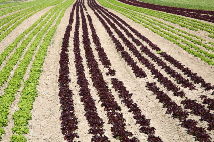 Fields of lettuce