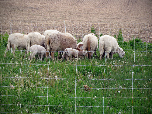 Sheep in a pen