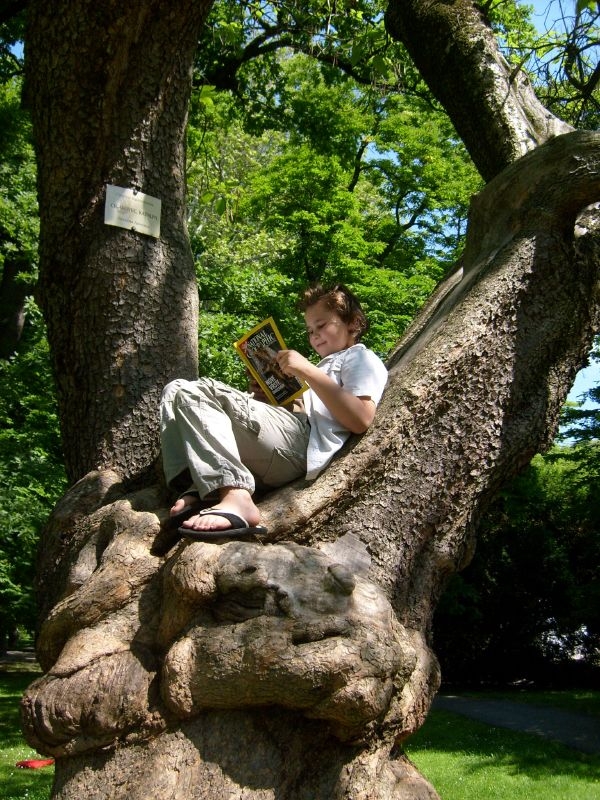 kid reading in tree